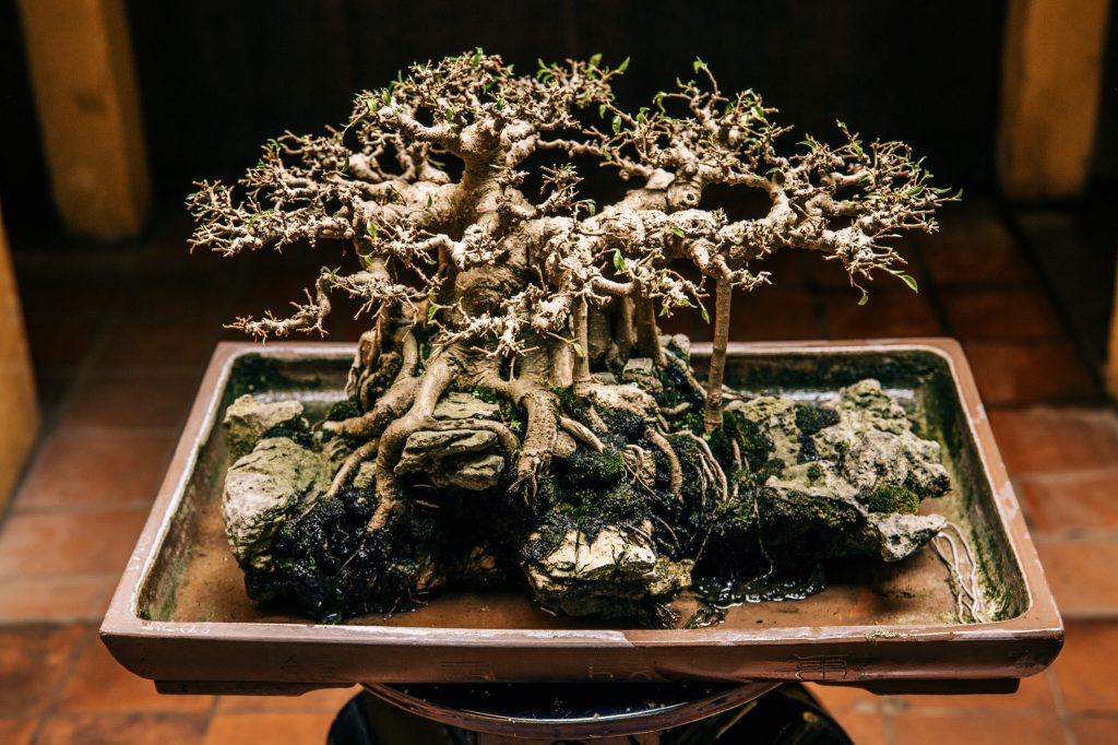 Cây Bonsai tại triển lãm