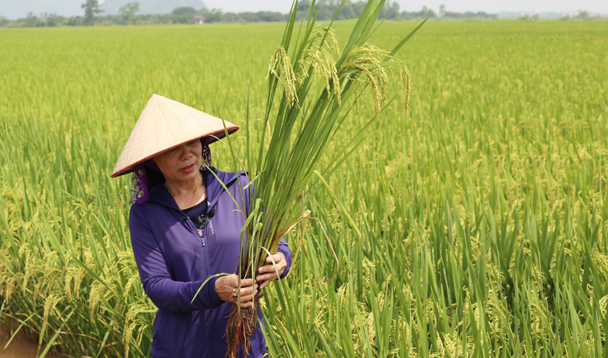 Nông nghiệp sạch