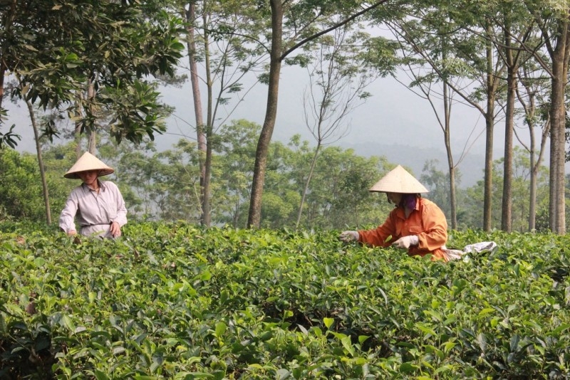 Thiểu số