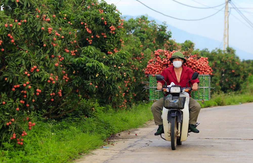 Hỗ trợ nông dân