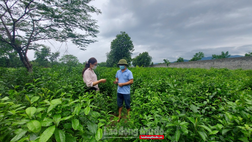 Nông thôn mới