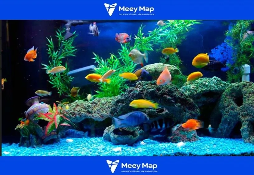 Các loại cá cảnh phong phú tại các cửa hàng chuyên nghiệp ở Hạ Long, Quảng Ninh
